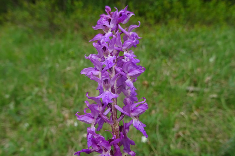 Orchis mascula subsp. speciosa